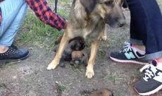 最新台湾狗崽爆料视频大全,揭秘幕后真相